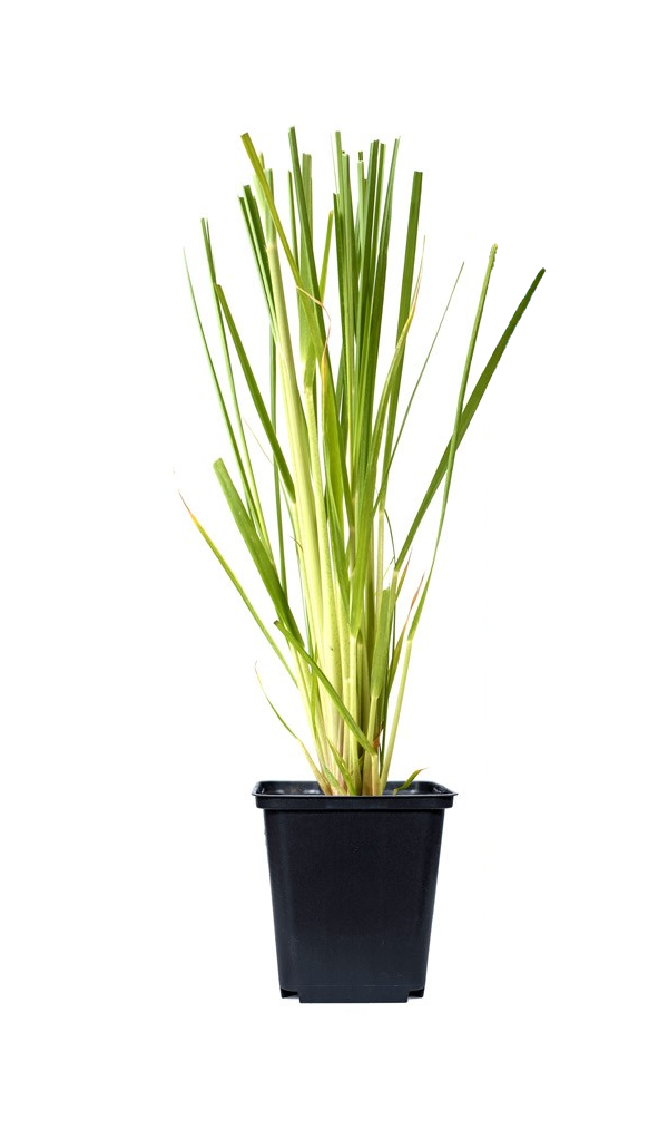 Lot de 8 graminées: 2 Stipa, 2 Pennisetum, 2 Cortaderia blanche, 2 Imperata