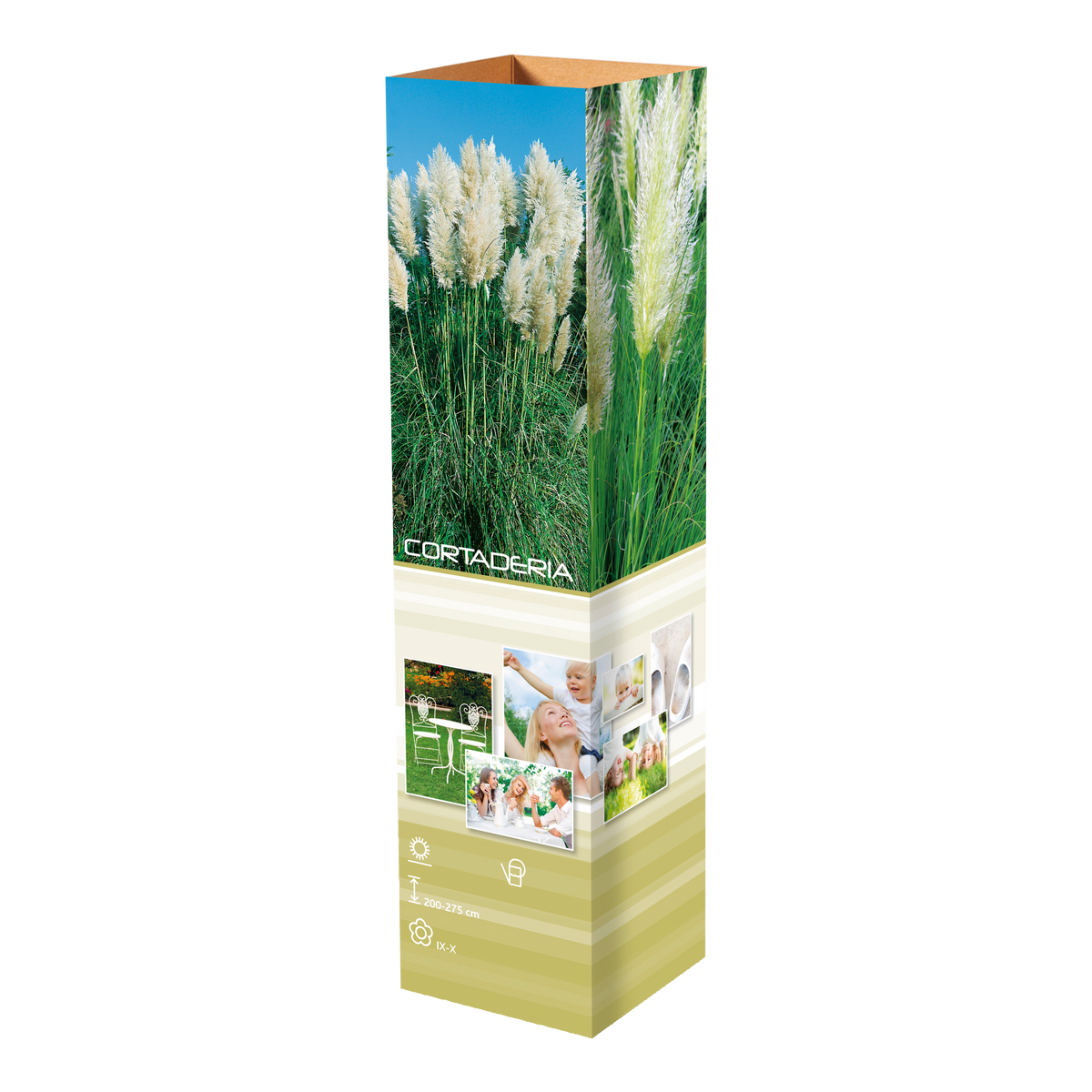 Lot de 8 graminées: 2 Stipa, 2 Pennisetum, 2 Cortaderia blanche, 2 Imperata