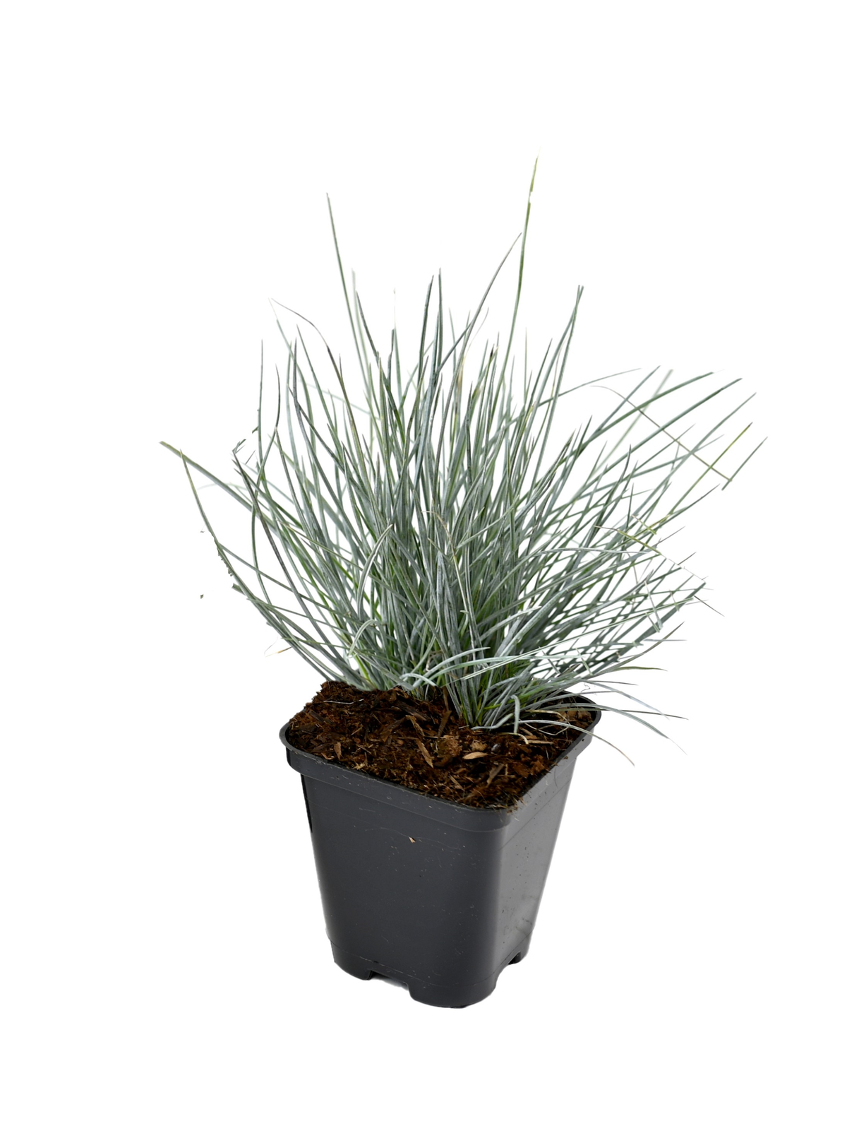 Lot de 8 graminées : 2 Stipa, 2 Pennisetum, 2 Imperata, 2 Festuca - 20-38 cm