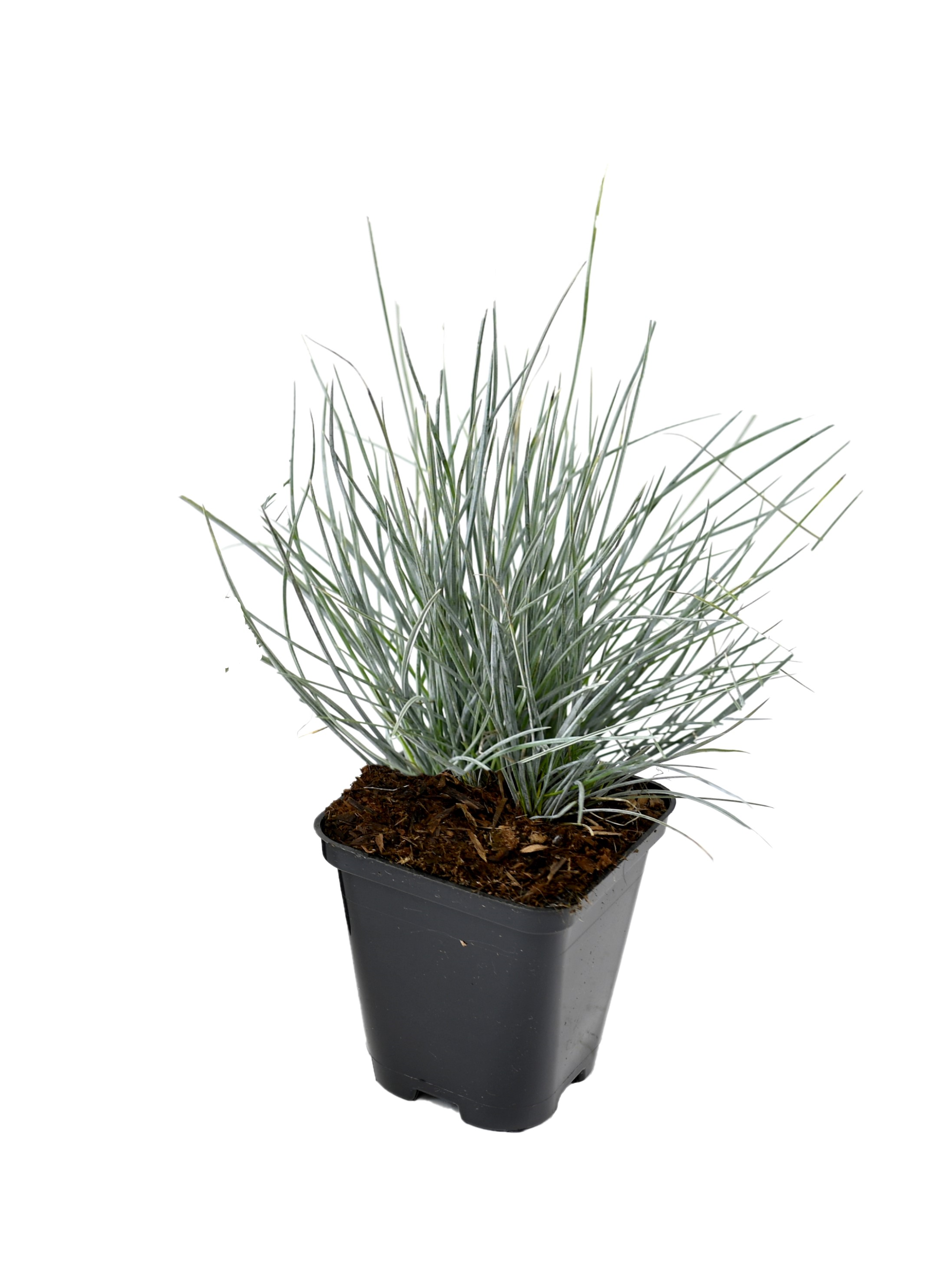 Lot de 4 graminées : 1 Stipa, 1 Pennisetum, 1 Imperata, 1 Festuca - 20-38 cm