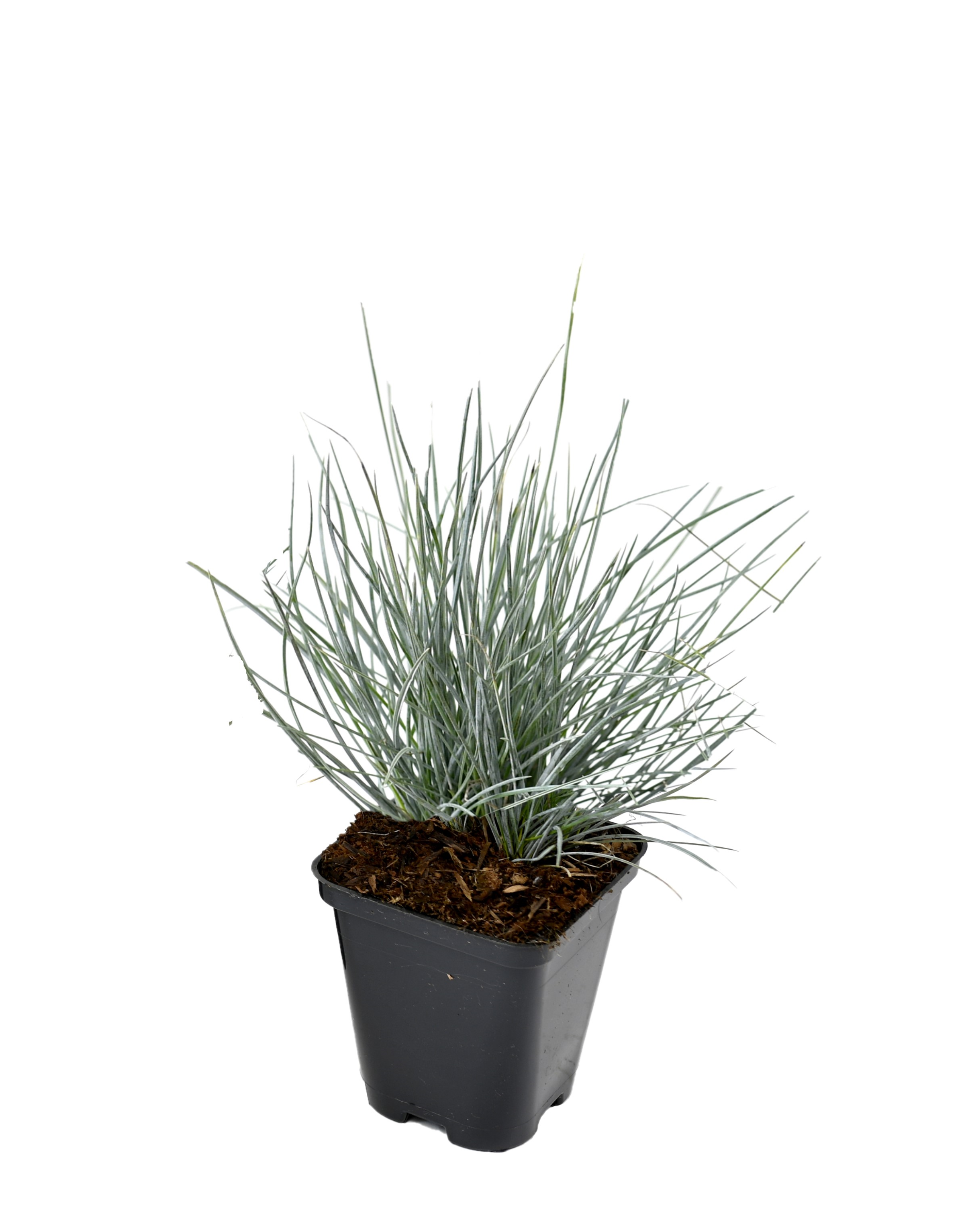Lot de 8 graminées: 2 Pennisetum, 2 Liriopes, 2 Imperata, 2 Festuca,