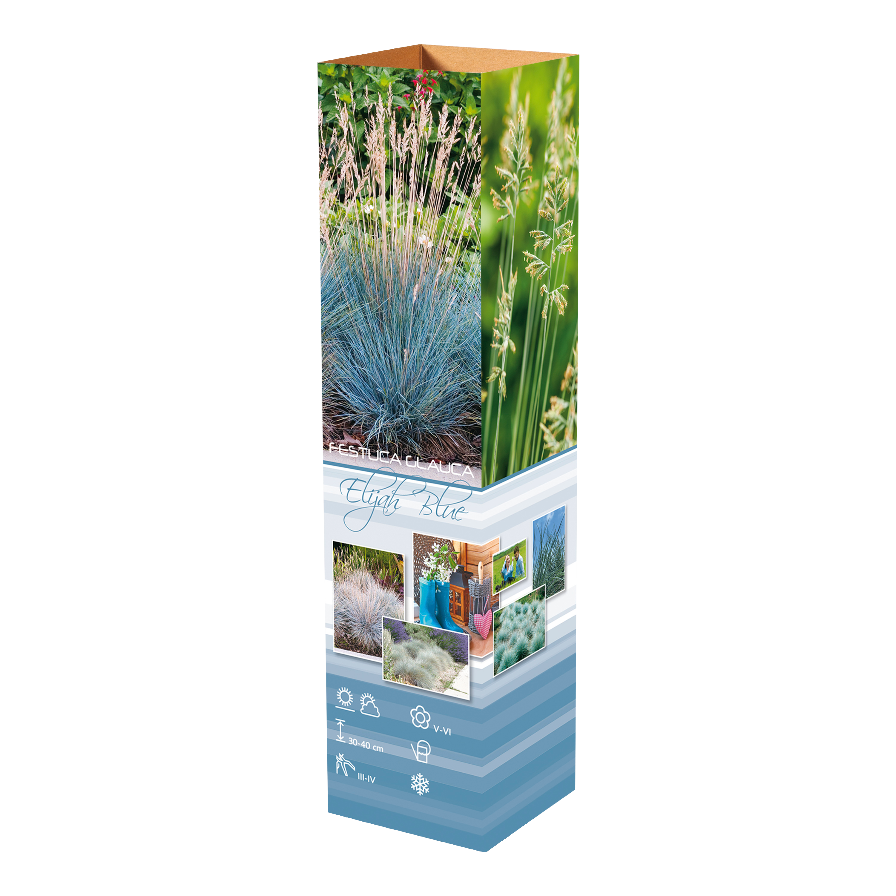 Lot de 4 graminées : 1 Stipa, 1 Pennisetum, 1 Imperata, 1 Festuca - 20-38 cm