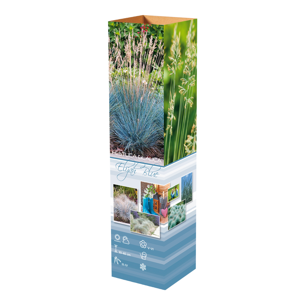 Lot de 8 graminées: 2 Pennisetum, 2 Liriopes, 2 Imperata, 2 Festuca,