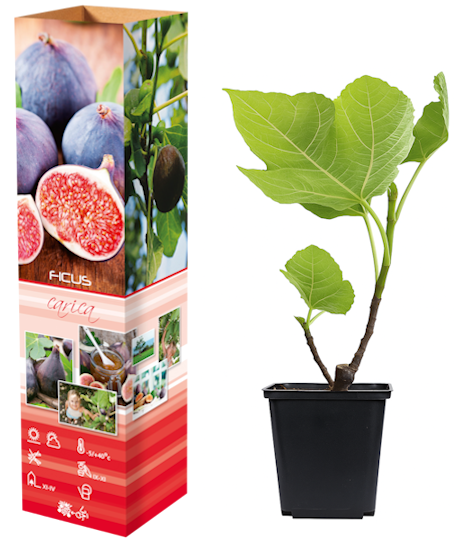 Lot de 4 figuiers (Ficus Carica) - 25-38 cm