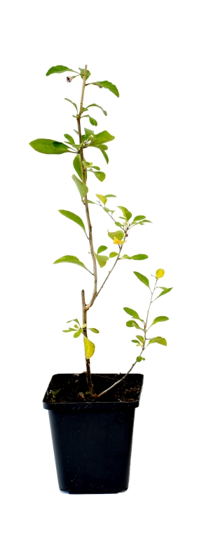 4 baies de Goji 30–38 cm