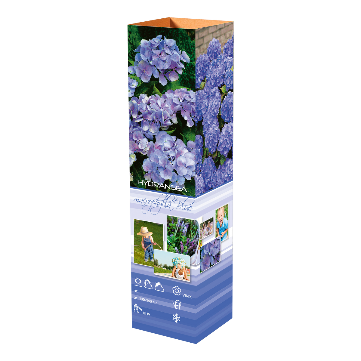Lot de 4 hortensias : 1 rose blanc,  1 rose, 1 bleu, 1 blanc - 30-38 cm