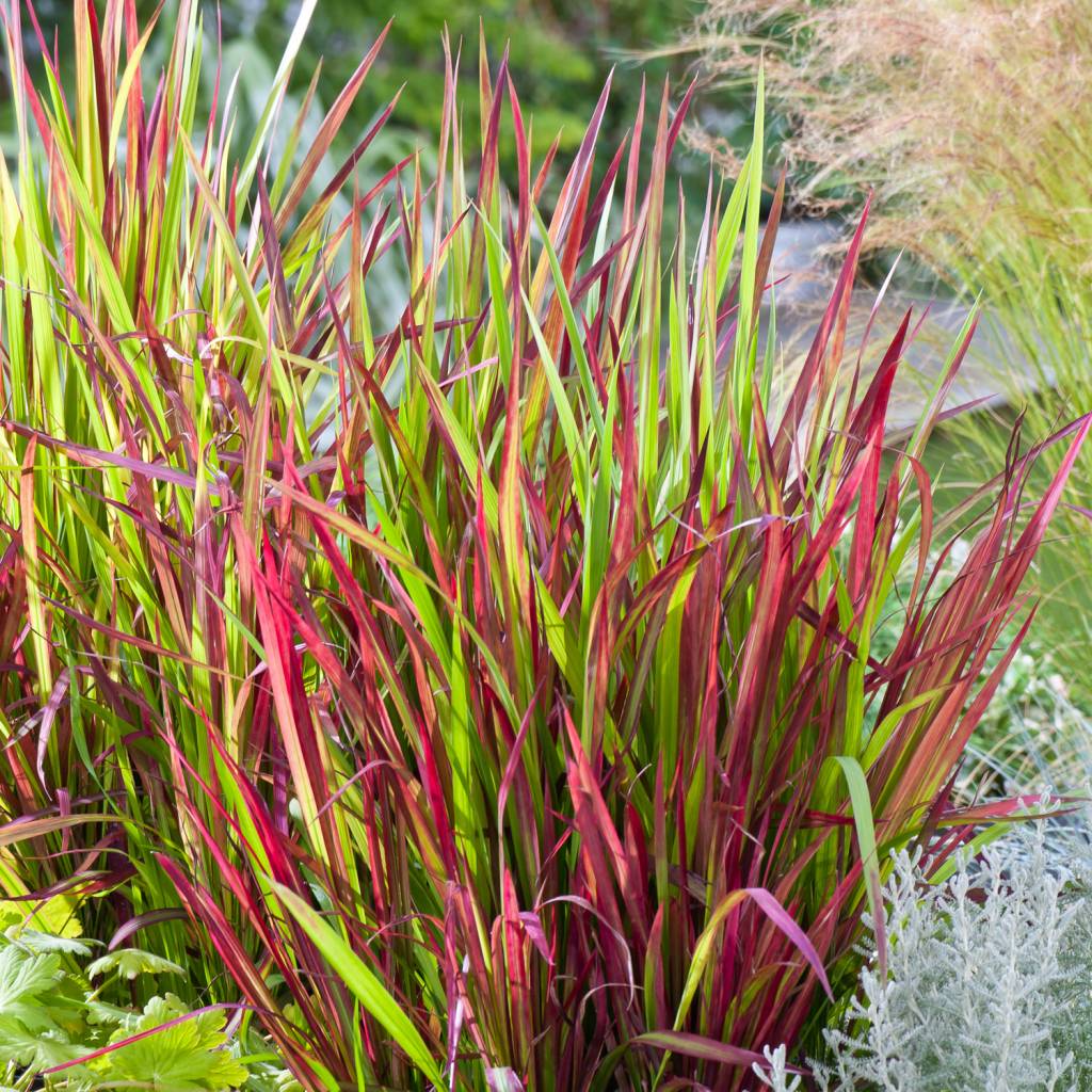 Lot de 4 graminées : 1 Stipa, 1 Pennisetum, 1 Imperata, 1 Festuca - 20-38 cm
