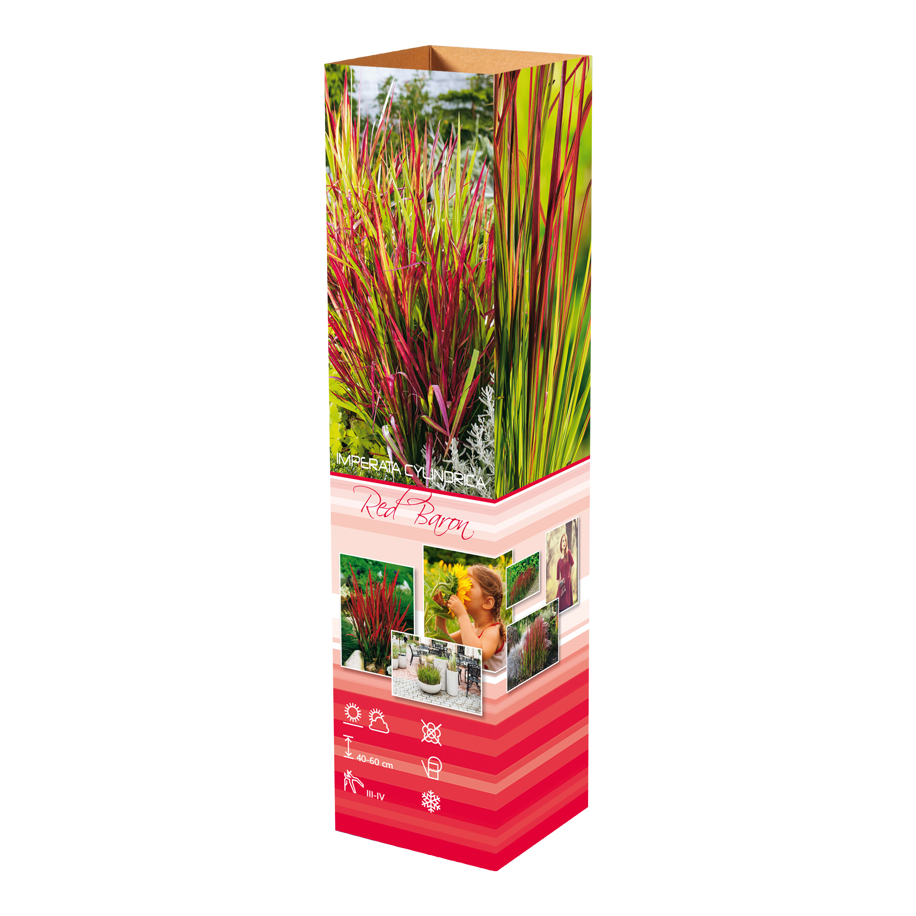 Lot de 8 graminées: 2 Stipa, 2 Pennisetum, 2 Cortaderia blanche, 2 Imperata