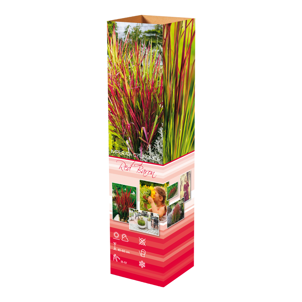 Lot de 4 graminées : 1 Stipa, 1 Pennisetum, 1 Imperata, 1 Festuca - 20-38 cm
