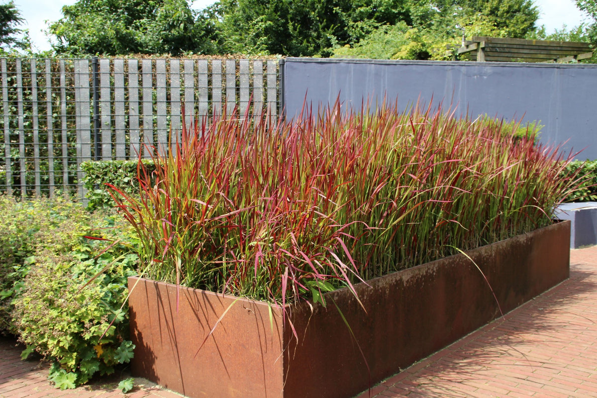 Lot de 8 graminées : 2 Stipa, 2 Pennisetum, 2 Imperata, 2 Festuca - 20-38 cm
