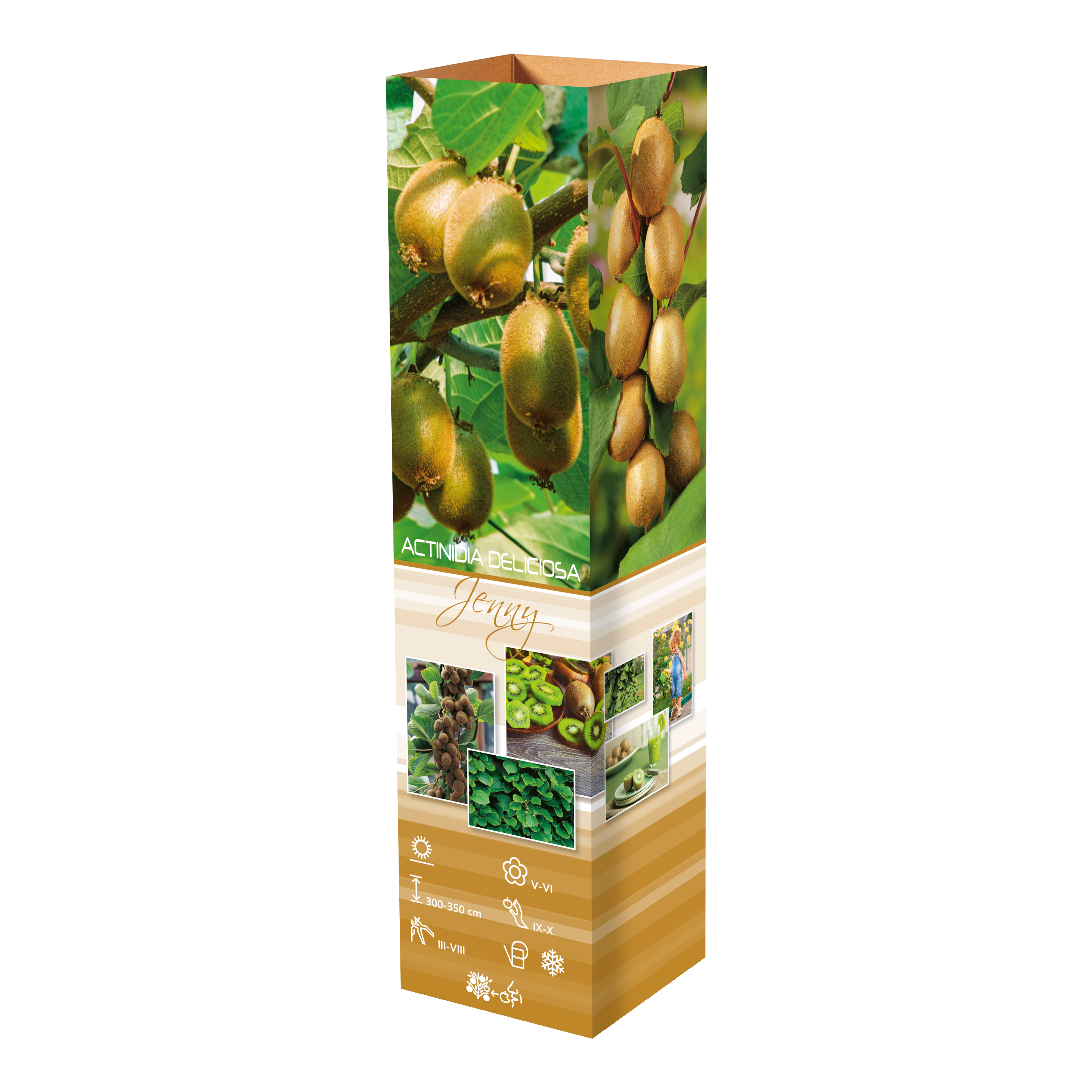Lot de 3 plants de Kiwi Jenny 30-38 cm