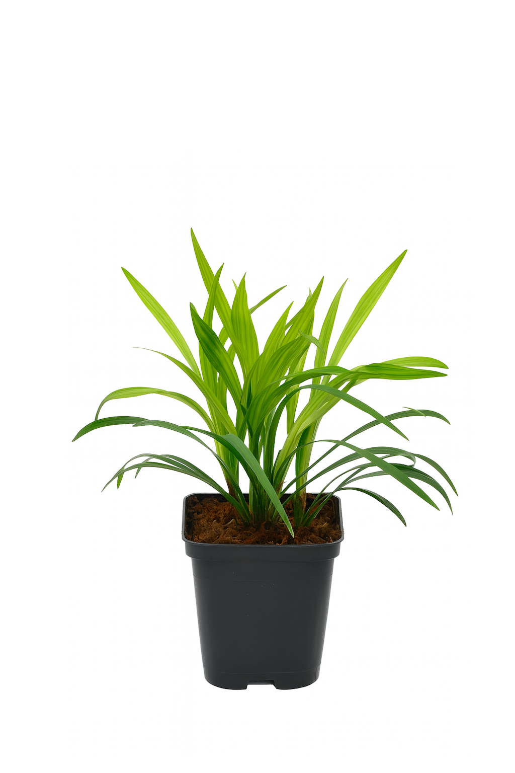 Lot de 8 graminées: 2 Pennisetum, 2 Liriopes, 2 Imperata, 2 Festuca,