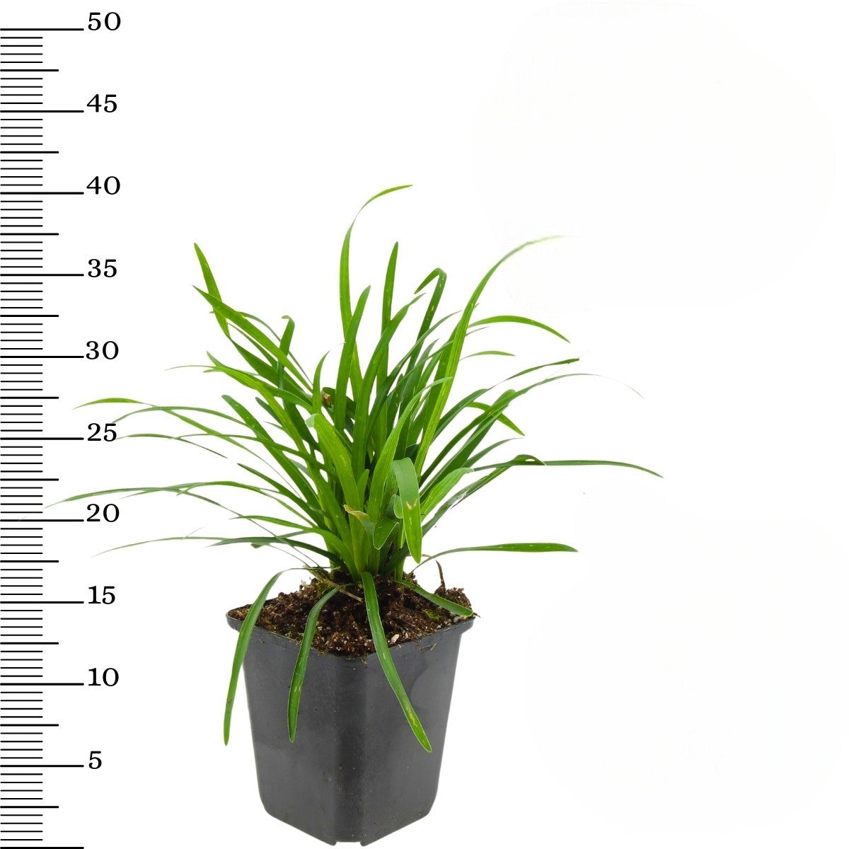 Lot de 8 Liriope Muscari