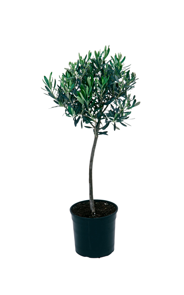 Olivier taille XXL - 90–110 cm