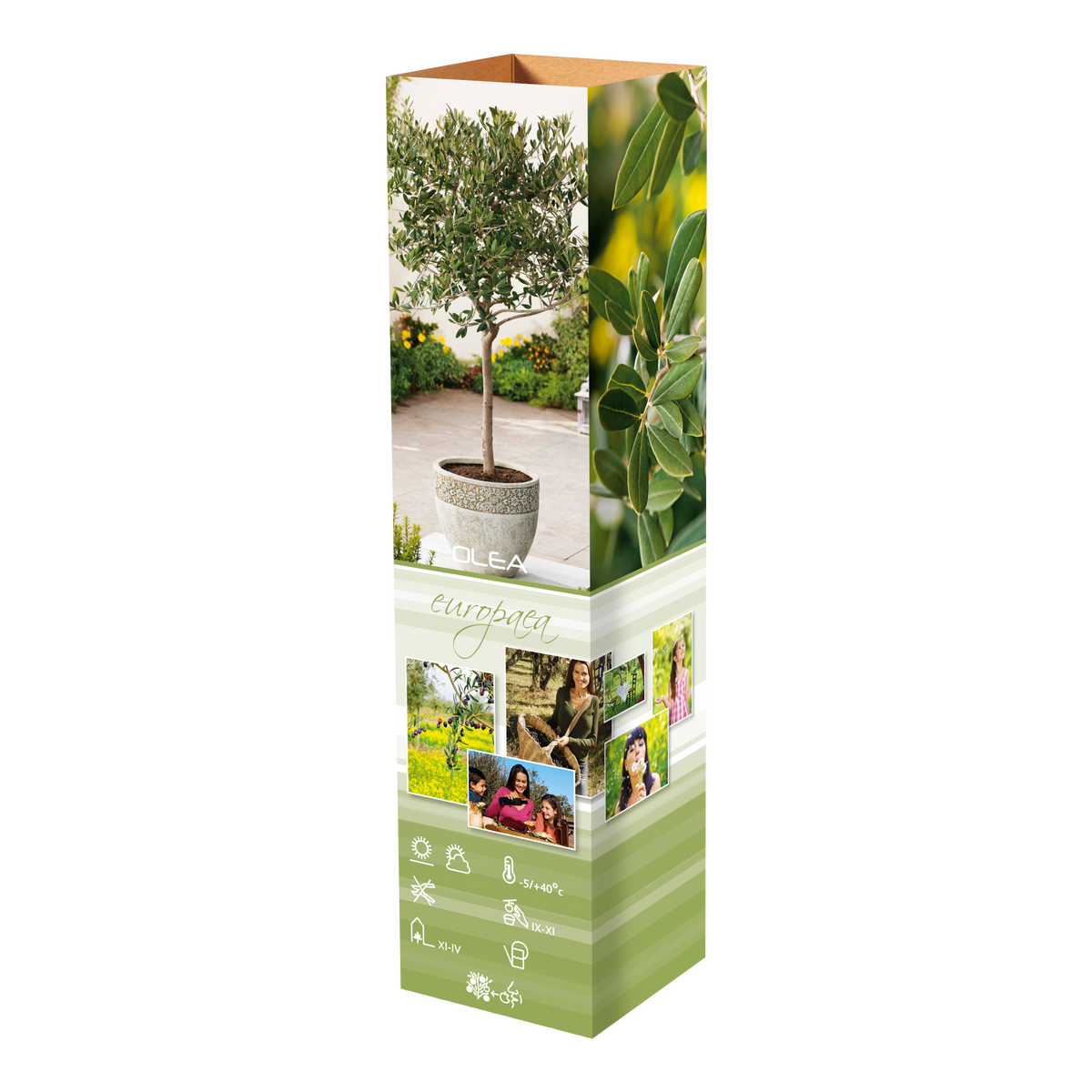 Lot de 4 plantes méditerranéennes : 1 olivier, 1 figuier, 1 citronnier, 1 oranger - 25-38 cm