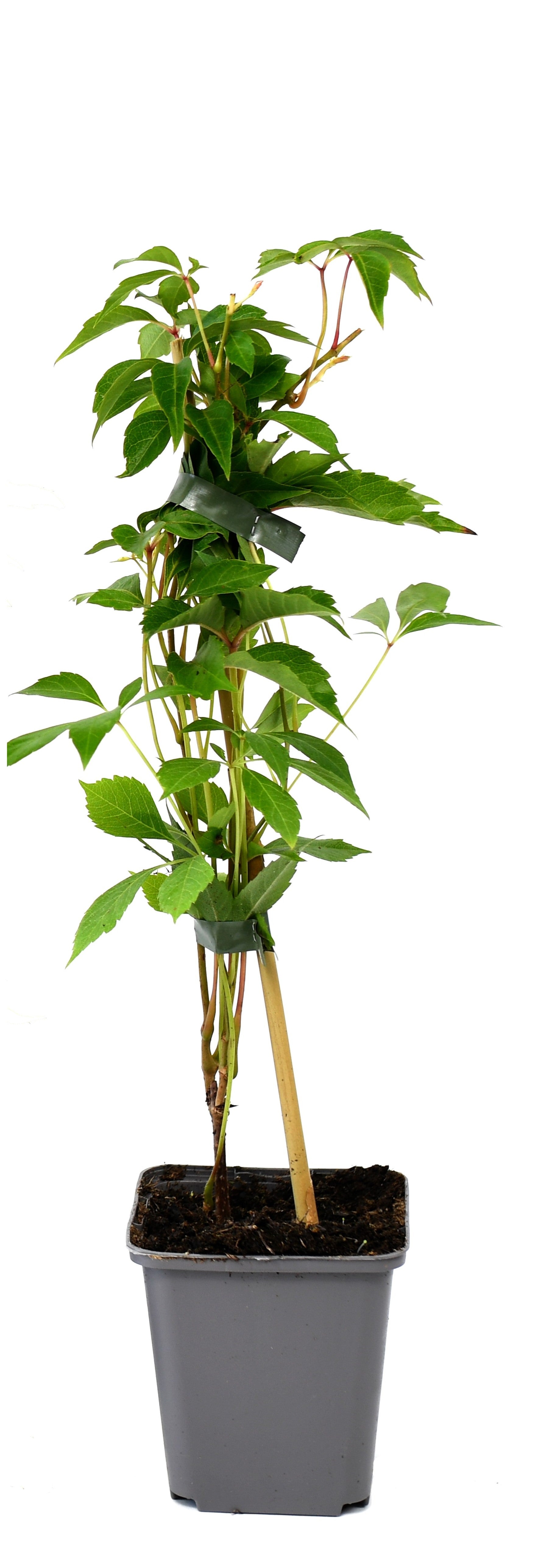 Ensemble de 8 plantes grimpantes colorées, mélange de 4 types - 2 Hydrangea petiolaris, 2 Lonicera per.'Belgica', 2 Parthenocissus quin. 'Engelmannii', 2 Clematis montana 'Rubens'