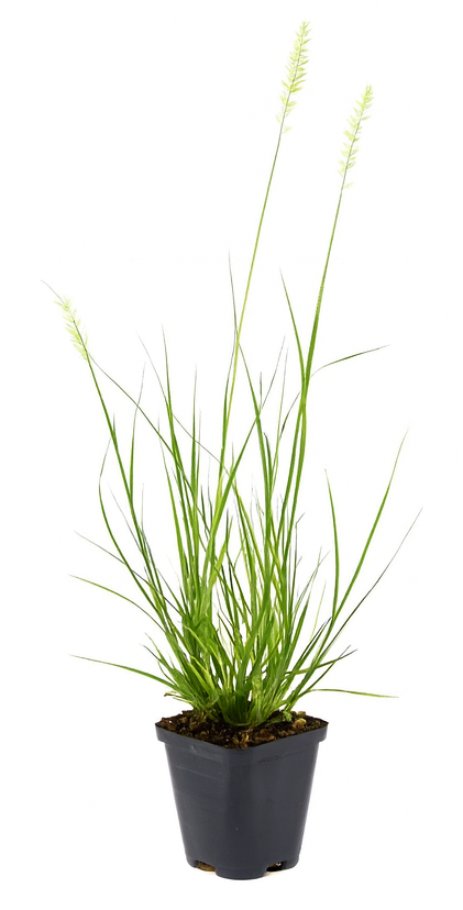 Lot de 8 plantes d´herbe aux écouvillons (Pennisetum)