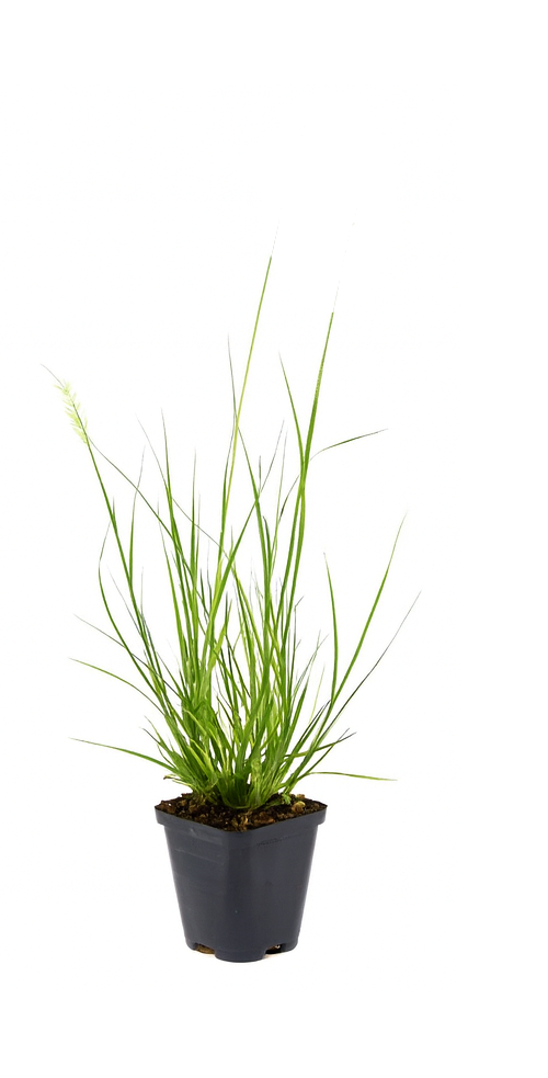 Lot de 8 graminées: 2 Pennisetum, 2 Liriopes, 2 Imperata, 2 Festuca,