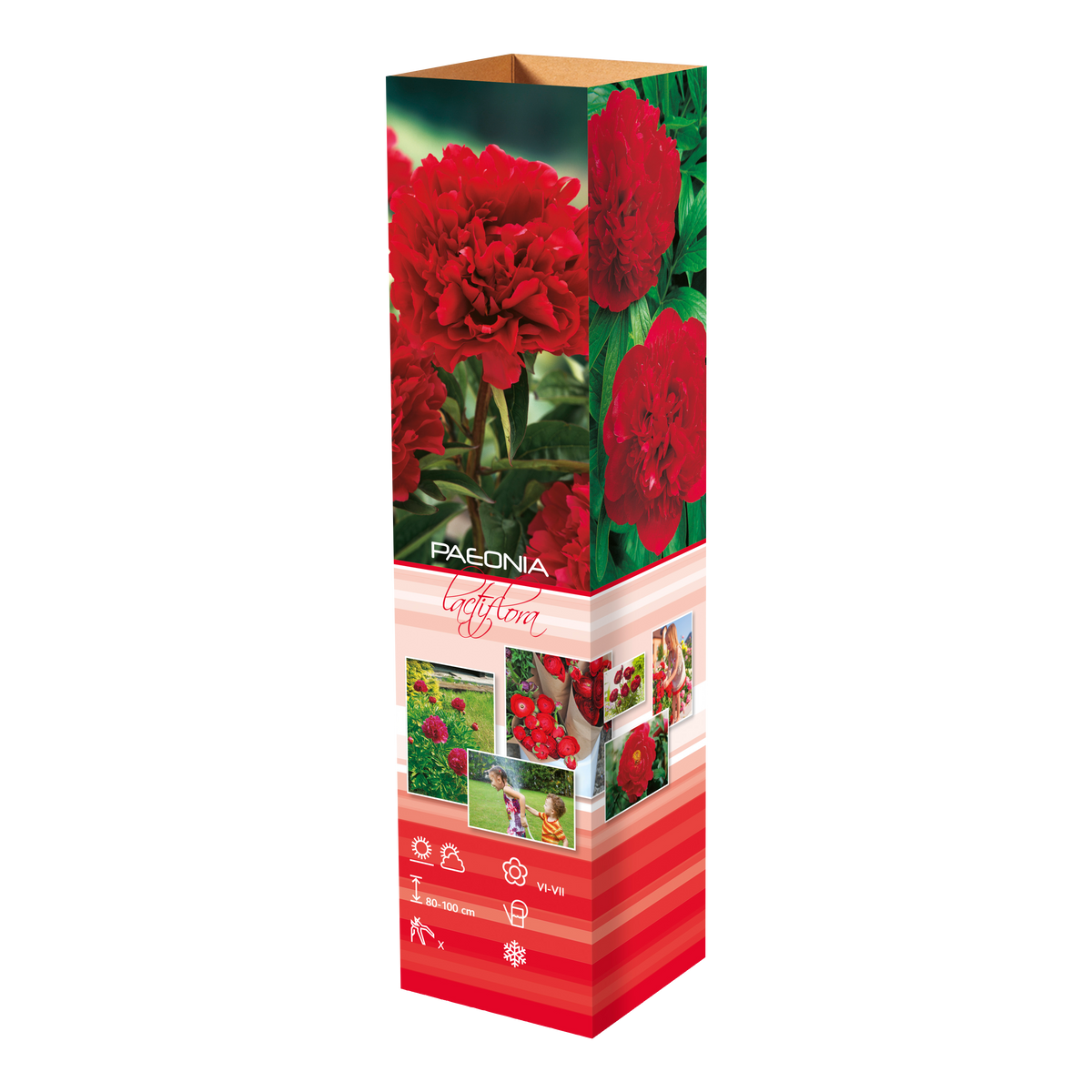 Lot de 3 pivoines: 1 rouge, 1 blanche, 1 rose