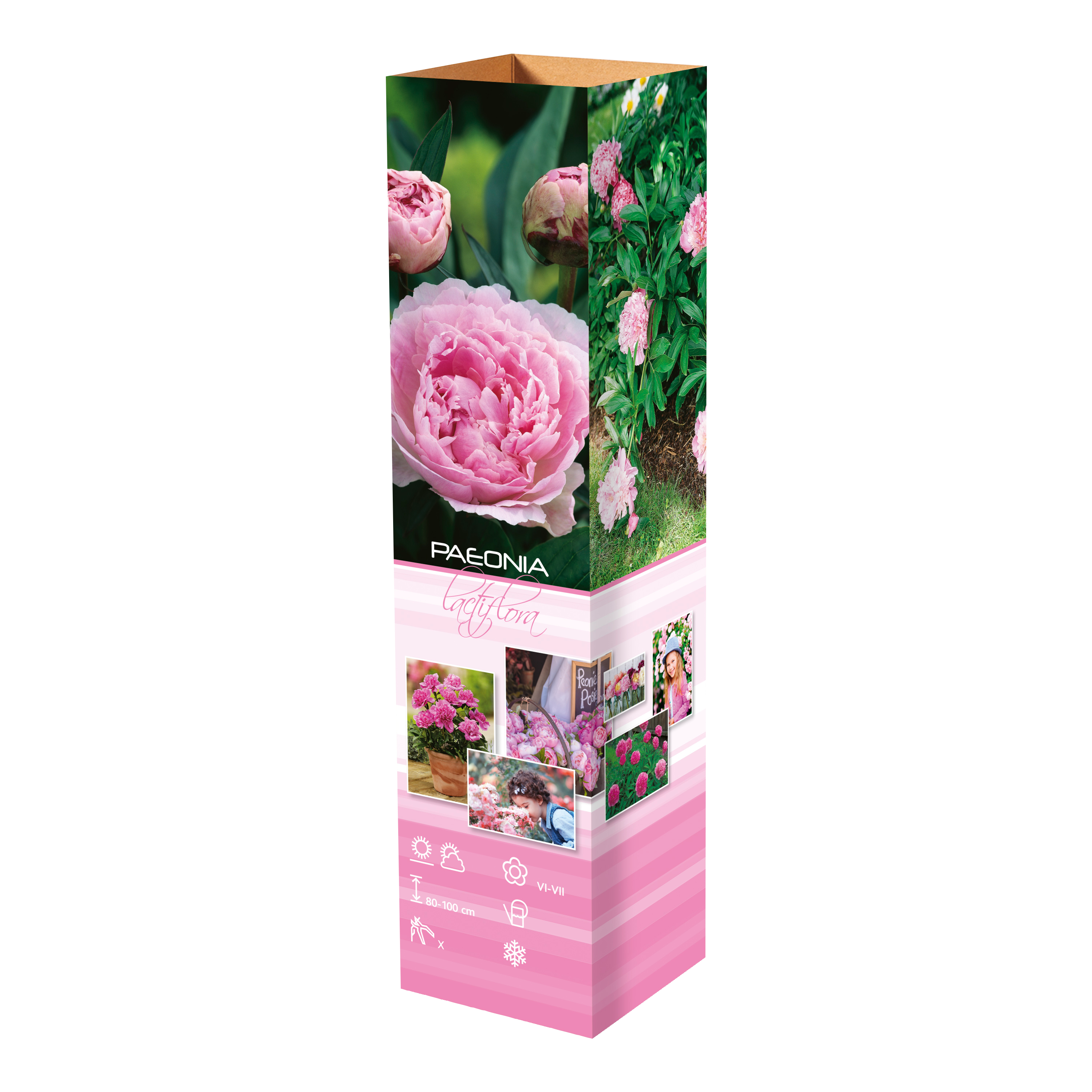 Lot de 3 pivoines: 1 rouge, 1 blanche, 1 rose