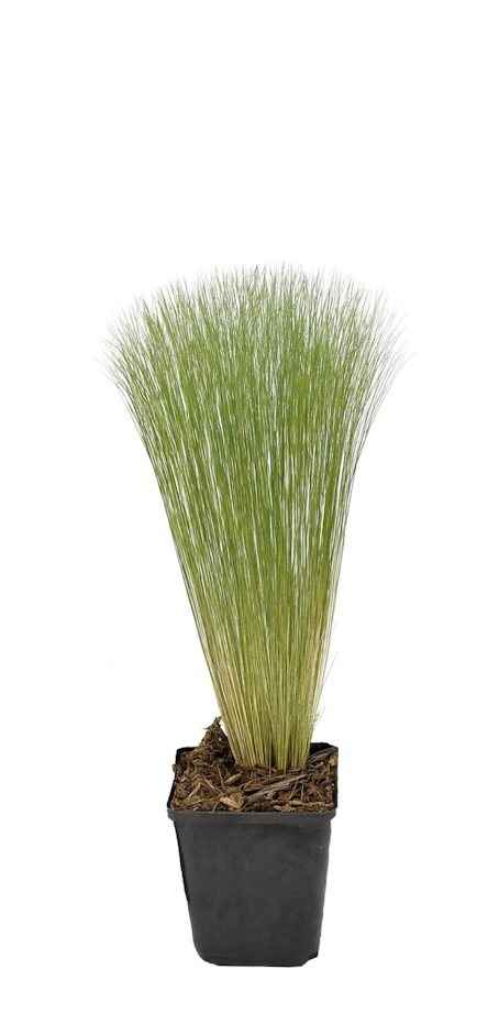 Lot de 4 graminées : 1 Stipa, 1 Pennisetum, 1 Imperata, 1 Festuca - 20-38 cm
