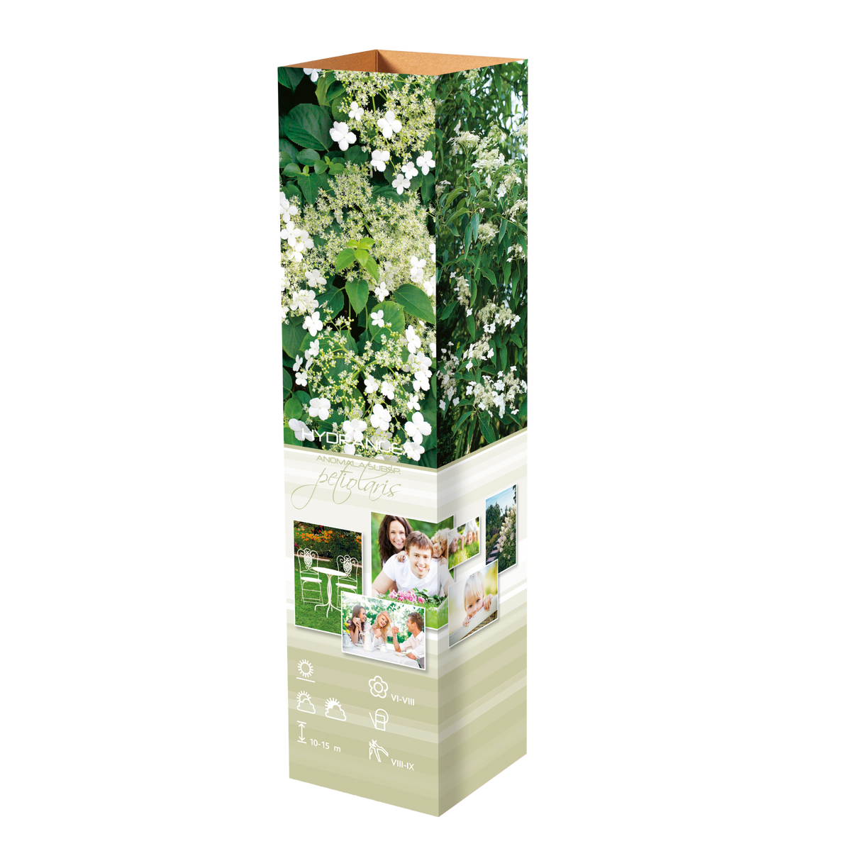 Lot de 8 hortensias grimpants - 30-38 cm