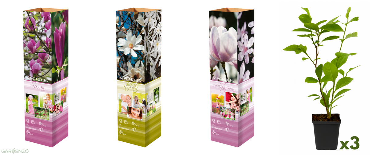 Lot de 3 magnolias : 1 magnolia Susan, 1 magnolia Soulangeana, 1 magnolia Stellata - 30-38 cm