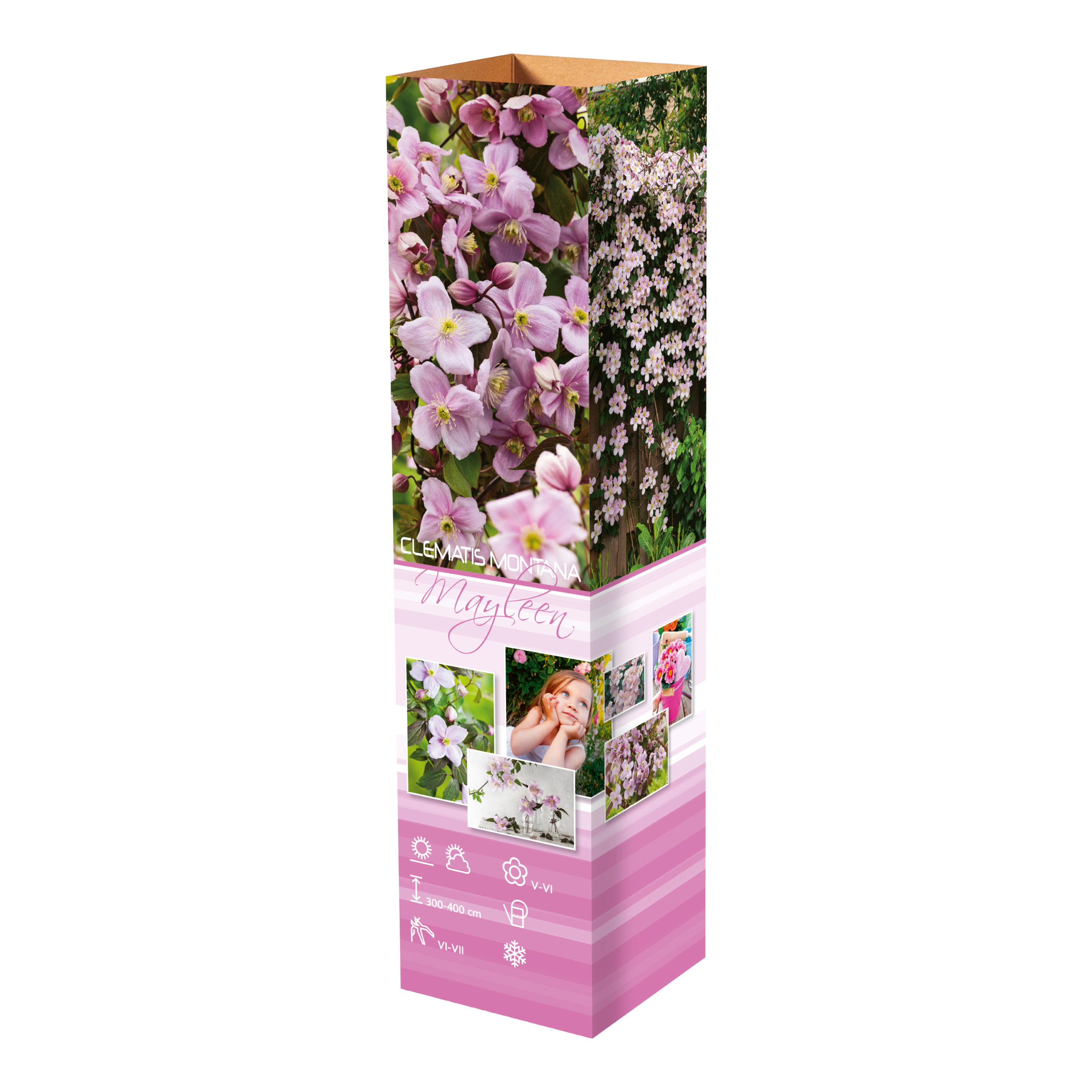 Lot de 3 clématites des montagnes blanches (Clematis Montana Mayleen) - 30-38 cm