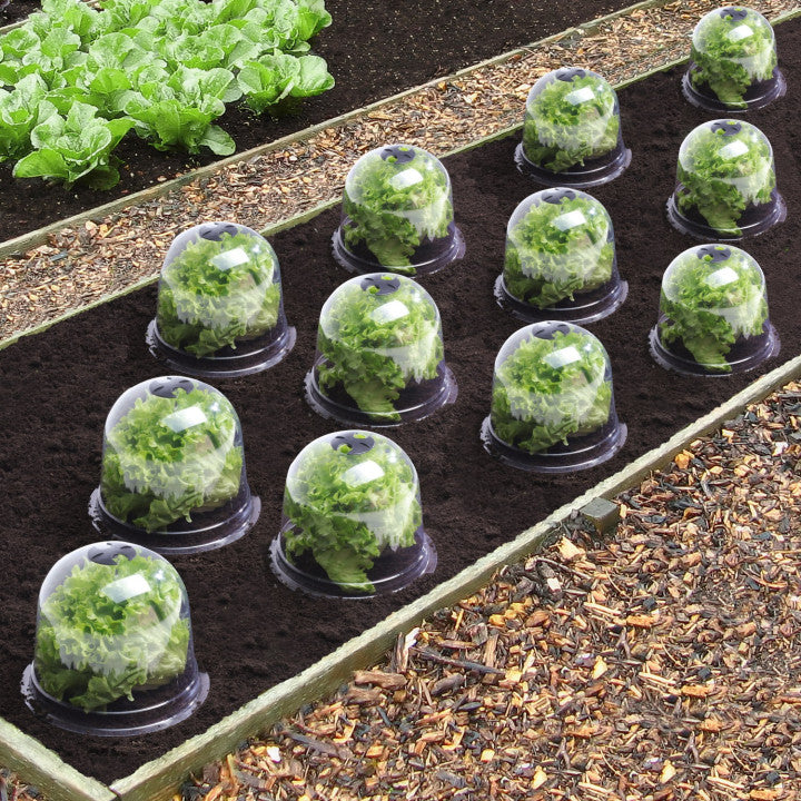Cloches à salade - lot de 12