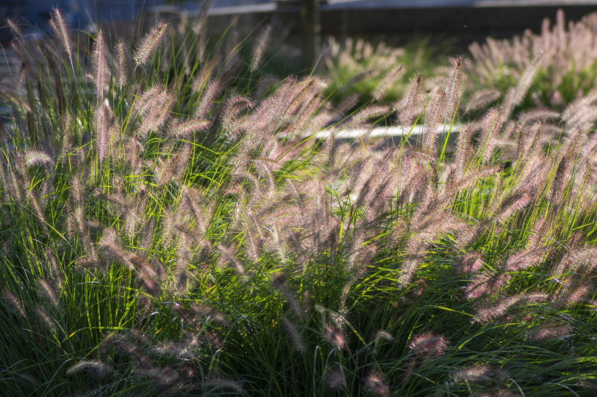 Lot de 8 graminées: 2 Stipa, 2 Pennisetum, 2 Cortaderia blanche, 2 Imperata