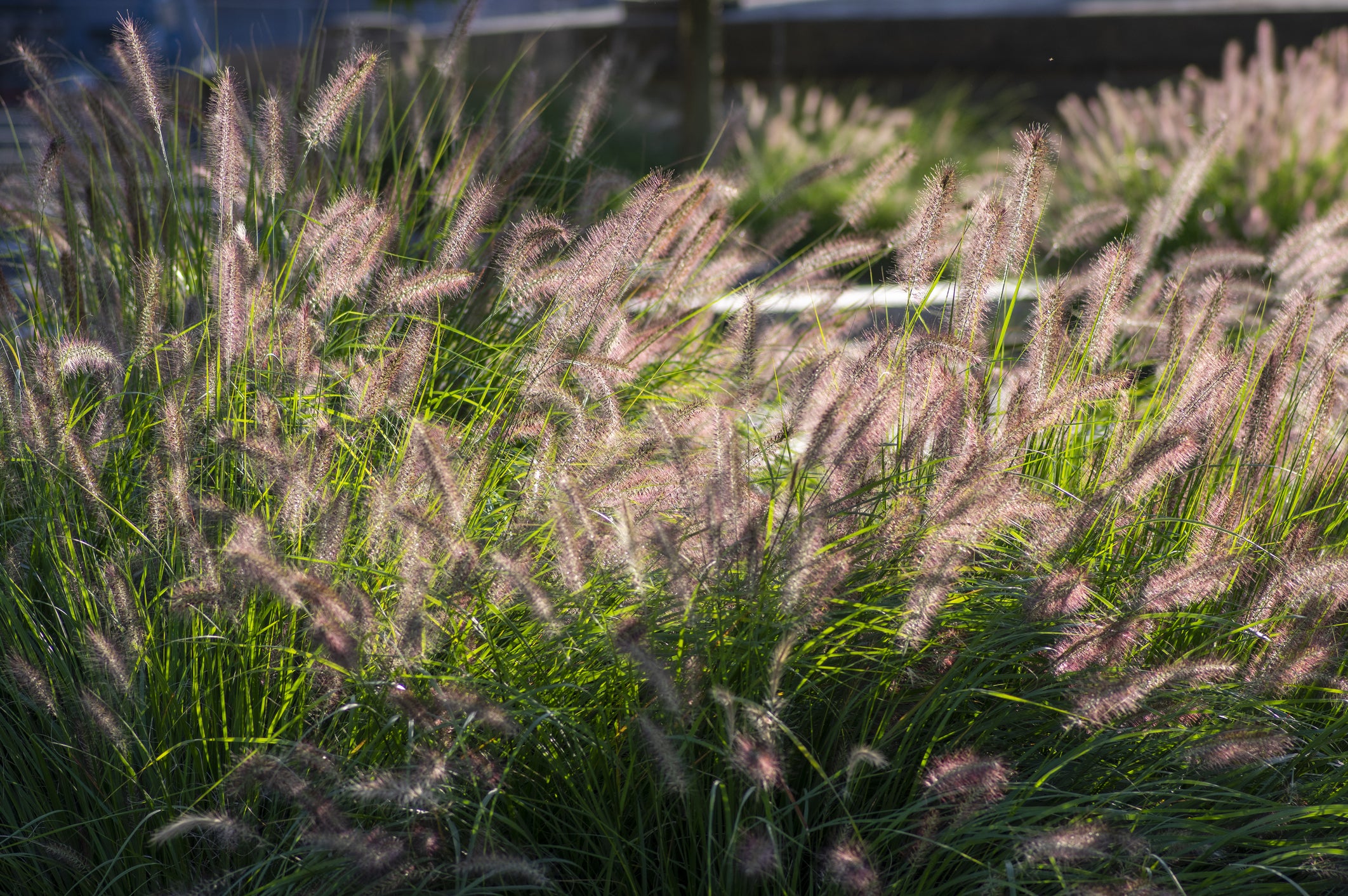 Lot de 4 plants d´herbe aux écouvillons (Pennisetum)
