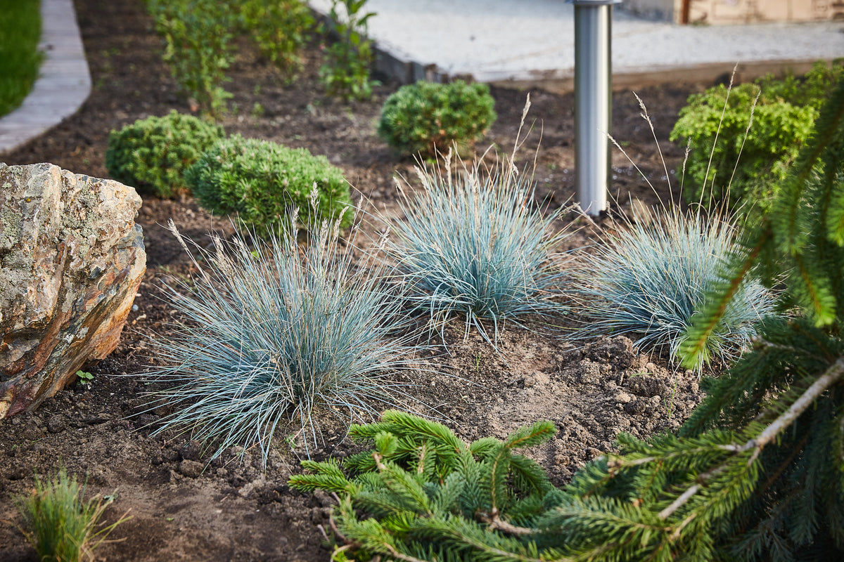 Lot de 4 graminées : 1 Stipa, 1 Pennisetum, 1 Imperata, 1 Festuca - 20-38 cm