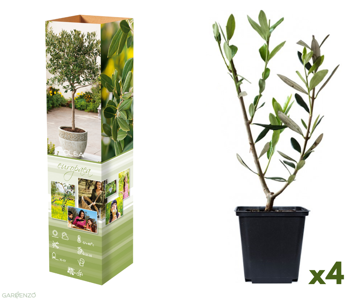 Lot de 4 plants d'olivier - 25-38 cm