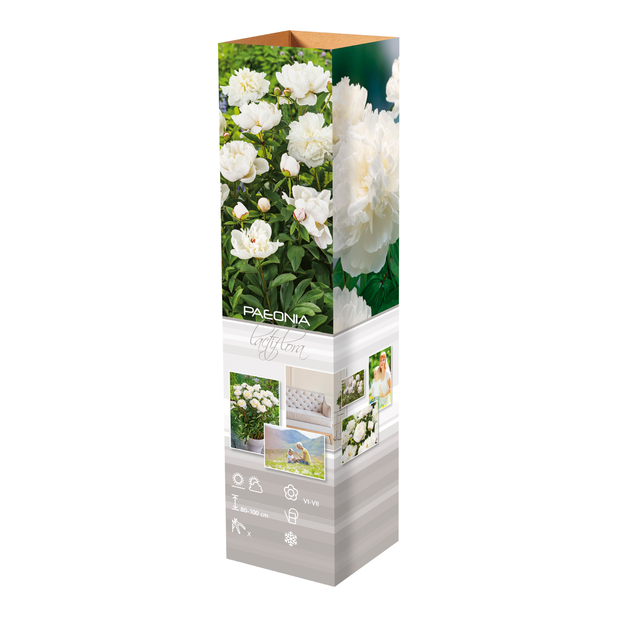Lot de 3 pivoines blanches