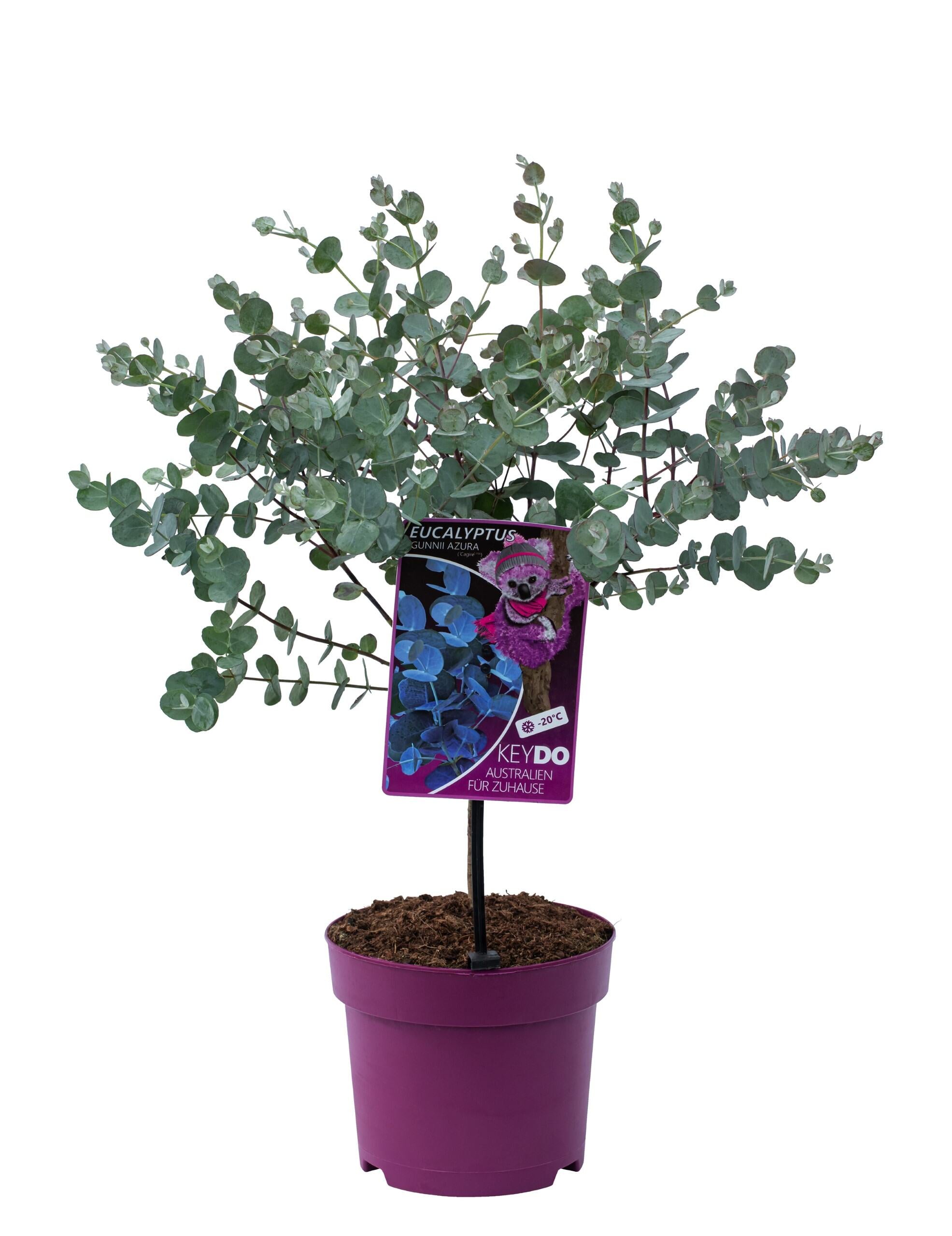 Eucalyptus (Gunnii Azura) sur tige - 40-50 cm