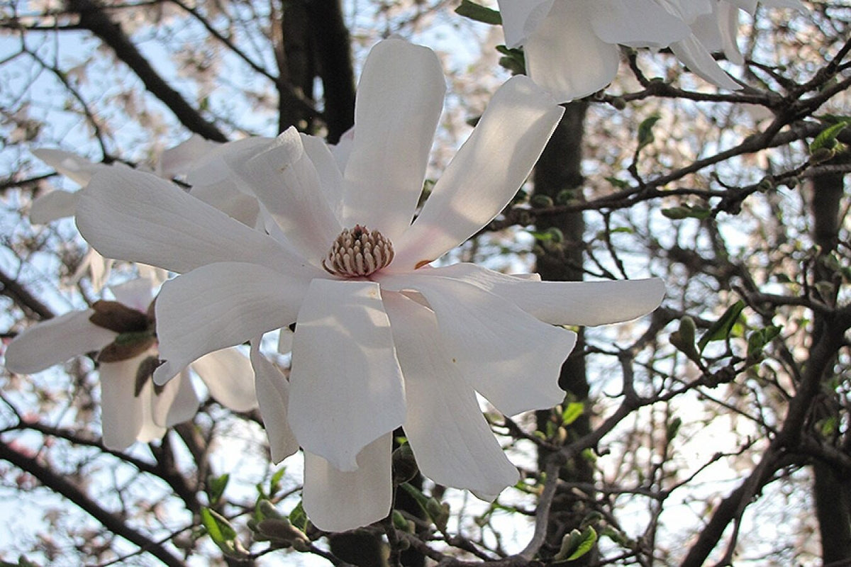 Lot de 6 magnolias : 2 magnolias Susan, 2 magnolias Soulangeana, 2 magnolias Stellata - 30-38 cm