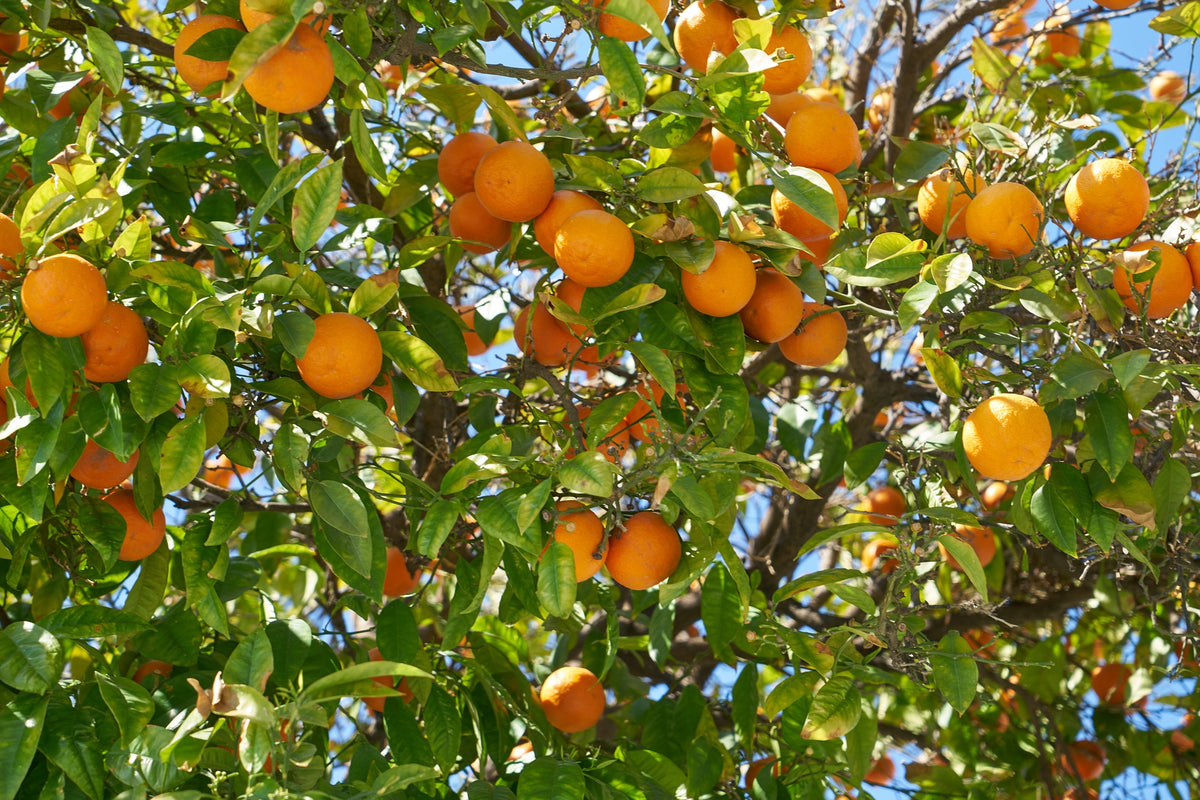 Lot de 4 citronniers 25–38 cm