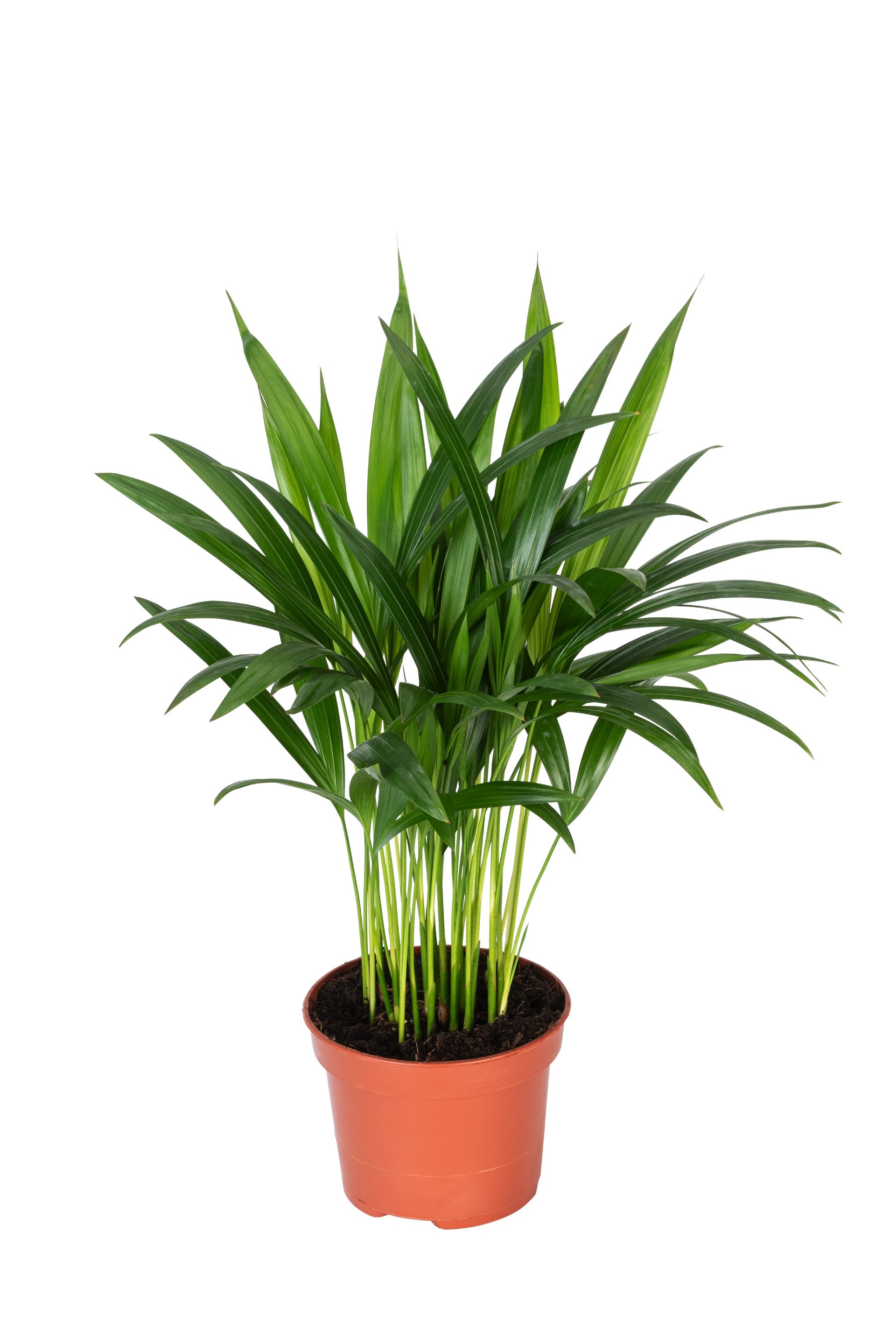 Set de 3 plantes d'intérieur exotiques