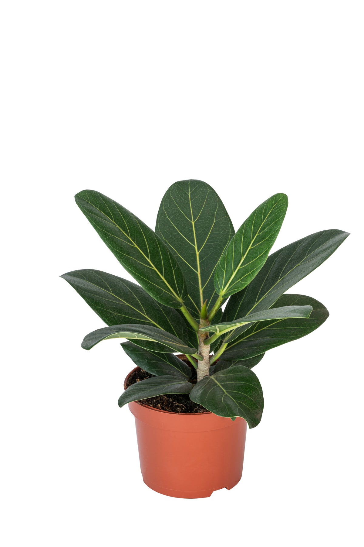 Set de 3 plantes d'intérieur exotiques