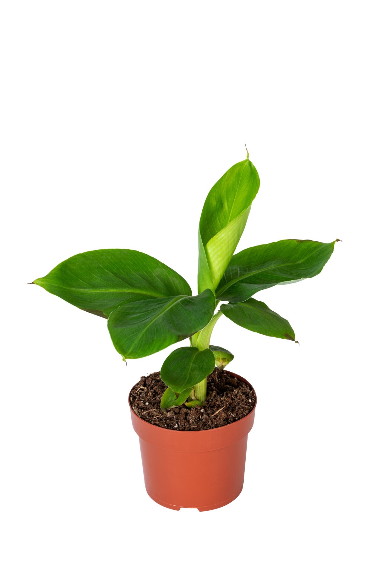 Set de 3 plantes d'intérieur exotiques